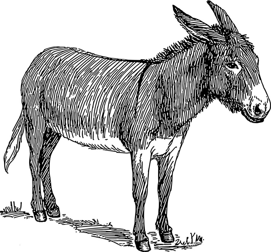 Donkey