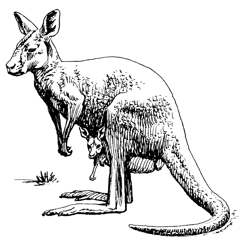 Kangaroo