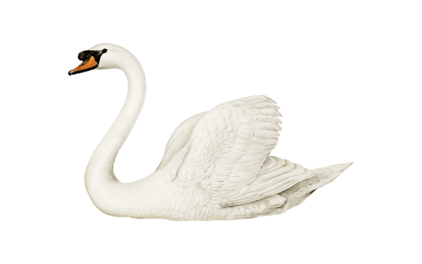 Swan